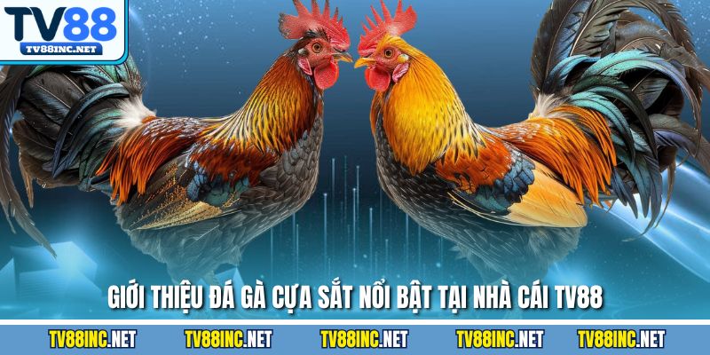 Giới thiệu đá gà cựa sắt nổi bật tại nhà cái TV88