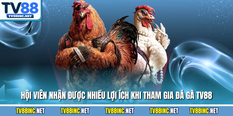 Hội viên nhận được nhiều lợi ích khi tham gia đá gà TV88